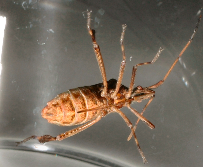 Coreidae: Leptoglossus occidentalis della Toscana (Prato)